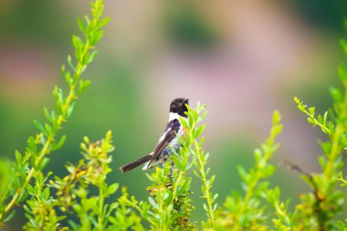 Sevimli küçük kuş Stonechat. Yeşil Doğa arka plan. Kuş: Avrupa Stonechat. Saxicola rubicola. 