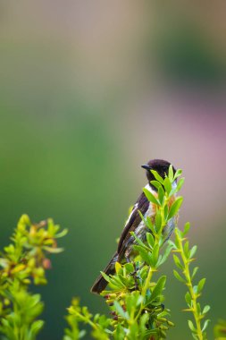 Sevimli küçük kuş Stonechat. Yeşil Doğa arka plan. Kuş: Avrupa Stonechat. Saxicola rubicola. 