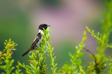 Sevimli küçük kuş Stonechat. Yeşil Doğa arka plan. Kuş: Avrupa Stonechat. Saxicola rubicola. 