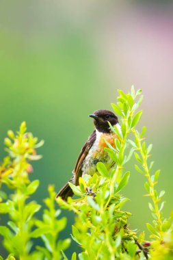 Sevimli küçük kuş Stonechat. Yeşil Doğa arka plan. Kuş: Avrupa Stonechat. Saxicola rubicola. 