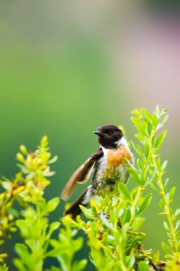 Sevimli küçük kuş Stonechat. Yeşil Doğa arka plan. Kuş: Avrupa Stonechat. Saxicola rubicola. 