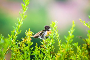Sevimli küçük kuş Stonechat. Yeşil Doğa arka plan. Kuş: Avrupa Stonechat. Saxicola rubicola. 