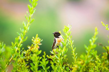 Sevimli küçük kuş Stonechat. Yeşil Doğa arka plan. Kuş: Avrupa Stonechat. Saxicola rubicola. 