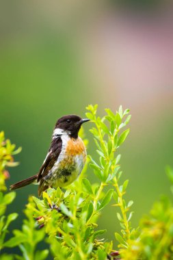 Sevimli küçük kuş Stonechat. Yeşil Doğa arka plan. Kuş: Avrupa Stonechat. Saxicola rubicola. 