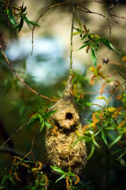 Sevimli kuş ve yuva. Yeşil doğal arka plan. Sıradan bir kuş. Avrasya Penduline Tit. Remiz pendulinus. 