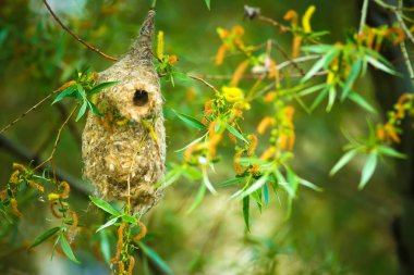 Sevimli kuş ve yuva. Yeşil doğal arka plan. Sıradan bir kuş. Avrasya Penduline Tit. Remiz pendulinus. 