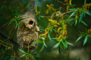 Sevimli kuş ve yuva. Yeşil doğal arka plan. Sıradan bir kuş. Avrasya Penduline Tit. Remiz pendulinus. 