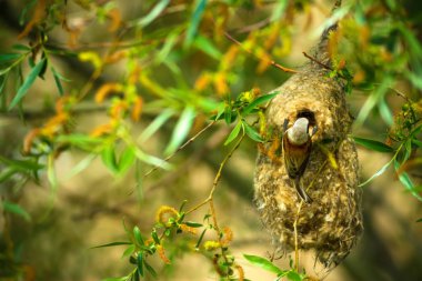 Sevimli kuş ve yuva. Yeşil doğal arka plan. Sıradan bir kuş. Avrasya Penduline Tit. Remiz pendulinus. 