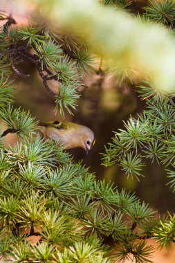 Doğa ve küçük kuş. Renkli doğa habtat arka plan. 