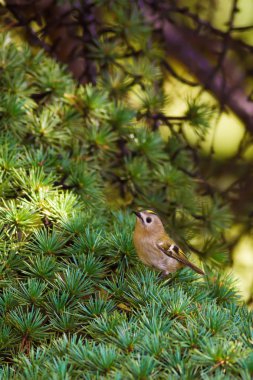 Sevimli küçük kuş Firecrest. Yeşil orman arka planı. 