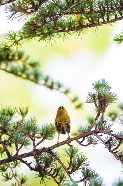 Sevimli küçük kuş Firecrest. Yeşil orman arka planı. 