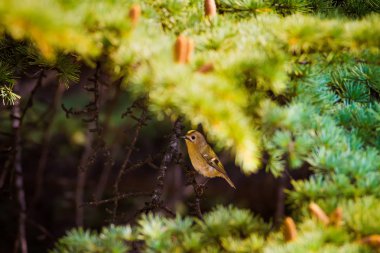 Sevimli küçük kuş Firecrest. Yeşil orman arka planı. 