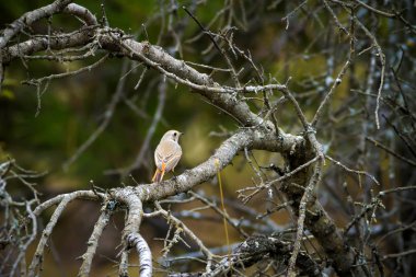 Renkli kuş Siyah Redstart. Doğa arka planı. Fenike ochruros.