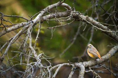 Renkli kuş Siyah Redstart. Doğa arka planı. Fenike ochruros.