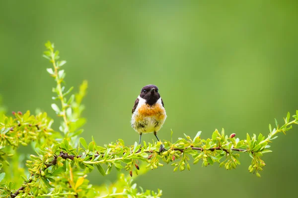 Sevimli küçük kuş Stonechat. Yeşil Doğa arka plan. Kuş: Avrupa Stonechat. Saxicola rubicola. 