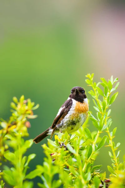 Sevimli küçük kuş Stonechat. Yeşil Doğa arka plan. Kuş: Avrupa Stonechat. Saxicola rubicola. 