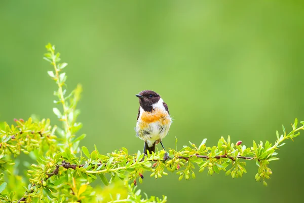 Sevimli küçük kuş Stonechat. Yeşil Doğa arka plan. Kuş: Avrupa Stonechat. Saxicola rubicola. 
