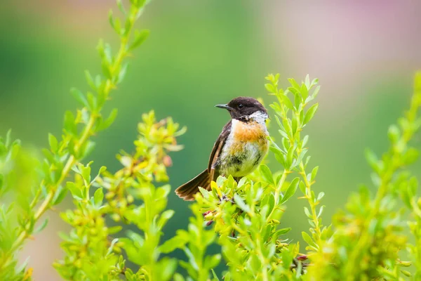 Sevimli küçük kuş Stonechat. Yeşil Doğa arka plan. Kuş: Avrupa Stonechat. Saxicola rubicola. 