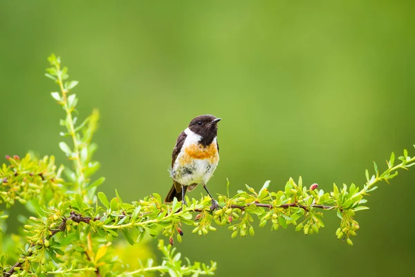 Sevimli küçük kuş Stonechat. Yeşil Doğa arka plan. Kuş: Avrupa Stonechat. Saxicola rubicola. 