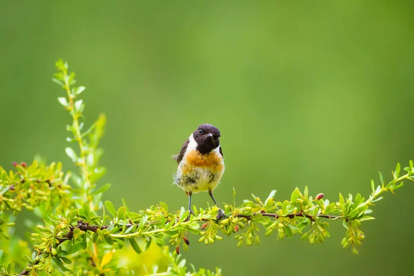 Sevimli küçük kuş Stonechat. Yeşil Doğa arka plan. Kuş: Avrupa Stonechat. Saxicola rubicola. 