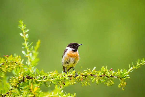 Sevimli küçük kuş Stonechat. Yeşil Doğa arka plan. Kuş: Avrupa Stonechat. Saxicola rubicola. 