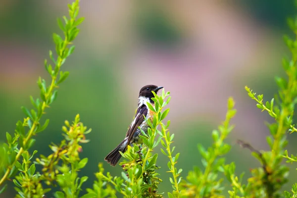 Sevimli küçük kuş Stonechat. Yeşil Doğa arka plan. Kuş: Avrupa Stonechat. Saxicola rubicola. 
