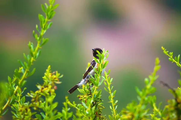 Sevimli küçük kuş Stonechat. Yeşil Doğa arka plan. Kuş: Avrupa Stonechat. Saxicola rubicola. 