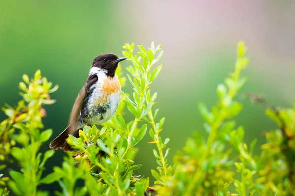 Sevimli küçük kuş Stonechat. Yeşil Doğa arka plan. Kuş: Avrupa Stonechat. Saxicola rubicola. 