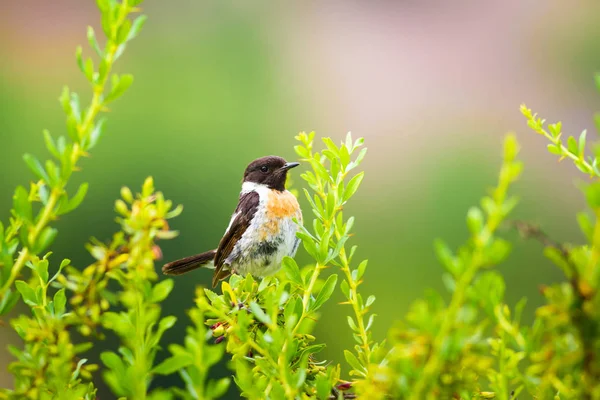Sevimli küçük kuş Stonechat. Yeşil Doğa arka plan. Kuş: Avrupa Stonechat. Saxicola rubicola. 
