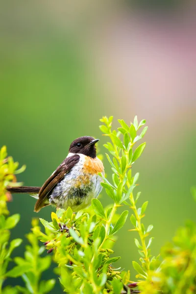 Sevimli küçük kuş Stonechat. Yeşil Doğa arka plan. Kuş: Avrupa Stonechat. Saxicola rubicola. 