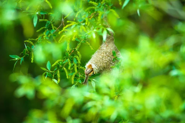 可爱的燕窝和巢 绿色自然背景 普通鸟 欧亚彭杜林蒂特雷米兹五月 — 图库照片
