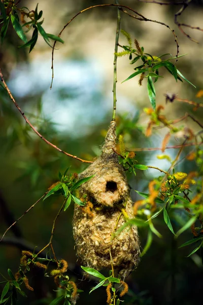 Sevimli kuş ve yuva. Yeşil doğal arka plan. Sıradan bir kuş. Avrasya Penduline Tit. Remiz pendulinus. 