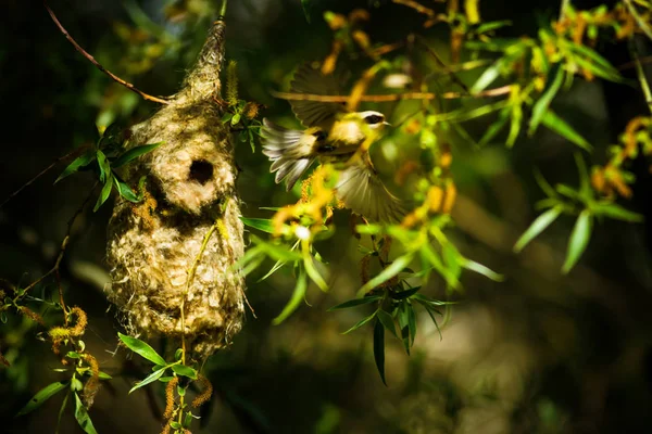 Sevimli kuş ve yuva. Yeşil doğal arka plan. Sıradan bir kuş. Avrasya Penduline Tit. Remiz pendulinus. 