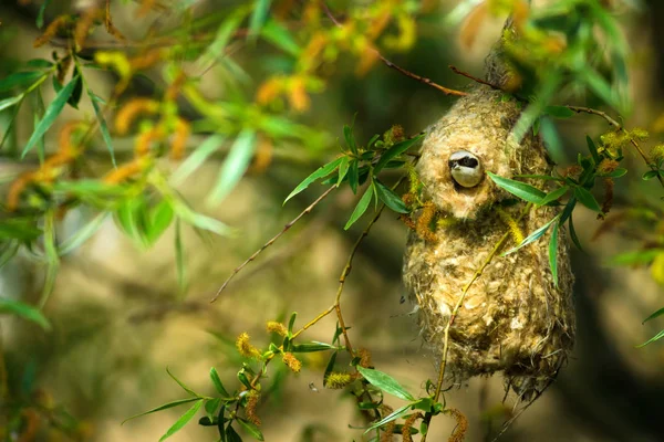 Sevimli kuş ve yuva. Yeşil doğal arka plan. Sıradan bir kuş. Avrasya Penduline Tit. Remiz pendulinus. 