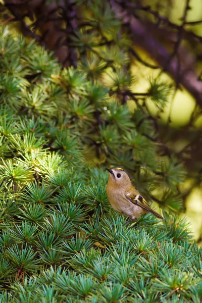 Sevimli küçük kuş Firecrest. Yeşil orman arka planı. 