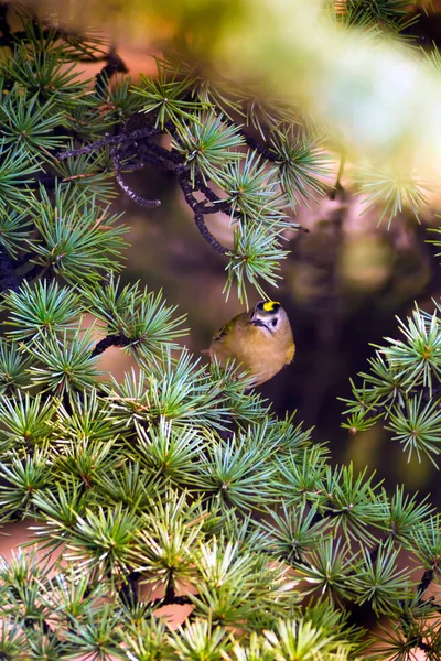 Schattige Kleine Vogel Firecrest Groene Bosachtergrond — Stockfoto