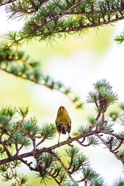 Sevimli küçük kuş Firecrest. Yeşil orman arka planı. 