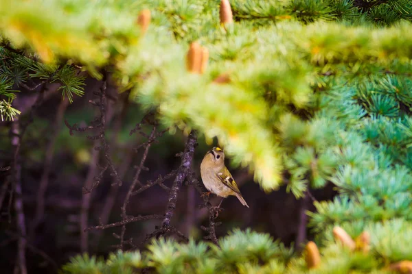Cute Mały Ptak Firecrest Tło Zielonego Lasu — Zdjęcie stockowe