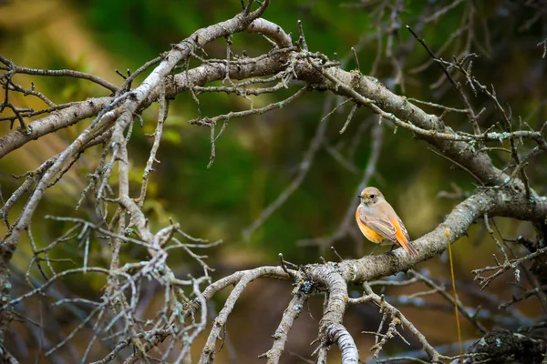 Színes Madár Fekete Redstart Természet Háttere Perje — Stock Fotó