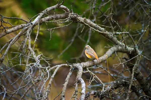 Renkli kuş Siyah Redstart. Doğa arka planı. Fenike ochruros.