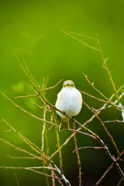 Natur Och Liten Fågel Färgglad Natur Habtat Bakgrund — Stockfoto