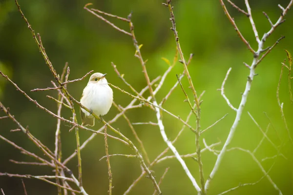 Doğa ve küçük kuş. Renkli doğa habtat arka plan. 