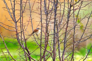 Sevimli küçük kuş. Doğa arka planı. Kuş: Kırmızı destekli Örümcek Kuşu. Lanius collurio. 