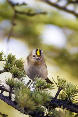 Sevimli küçük kuş Firecrest. Yeşil orman arka planı.  