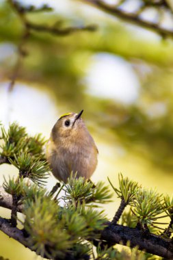 Sevimli küçük kuş Firecrest. Yeşil orman arka planı.  