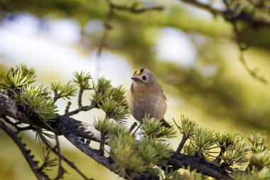 Sevimli küçük kuş Firecrest. Yeşil orman arka planı.  