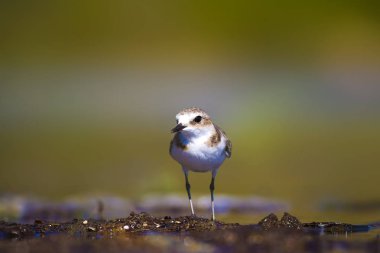 Sulak alan yaşam alanı ve su kuşu. Renkli doğal yaşam arka planı.