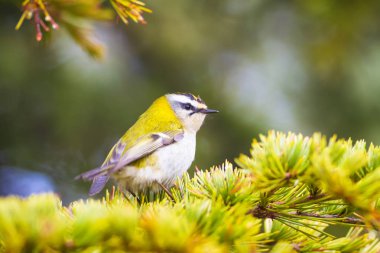 Sevimli kuş. Ortak Firecrest. Orman doğa arka plan.