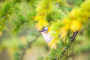 Sevimli kuş. Ortak Firecrest. Orman doğa arka plan.
