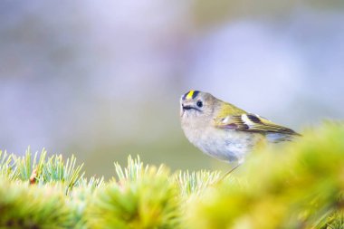 Sevimli küçük kuş Firecrest. Yeşil orman arka planı.  